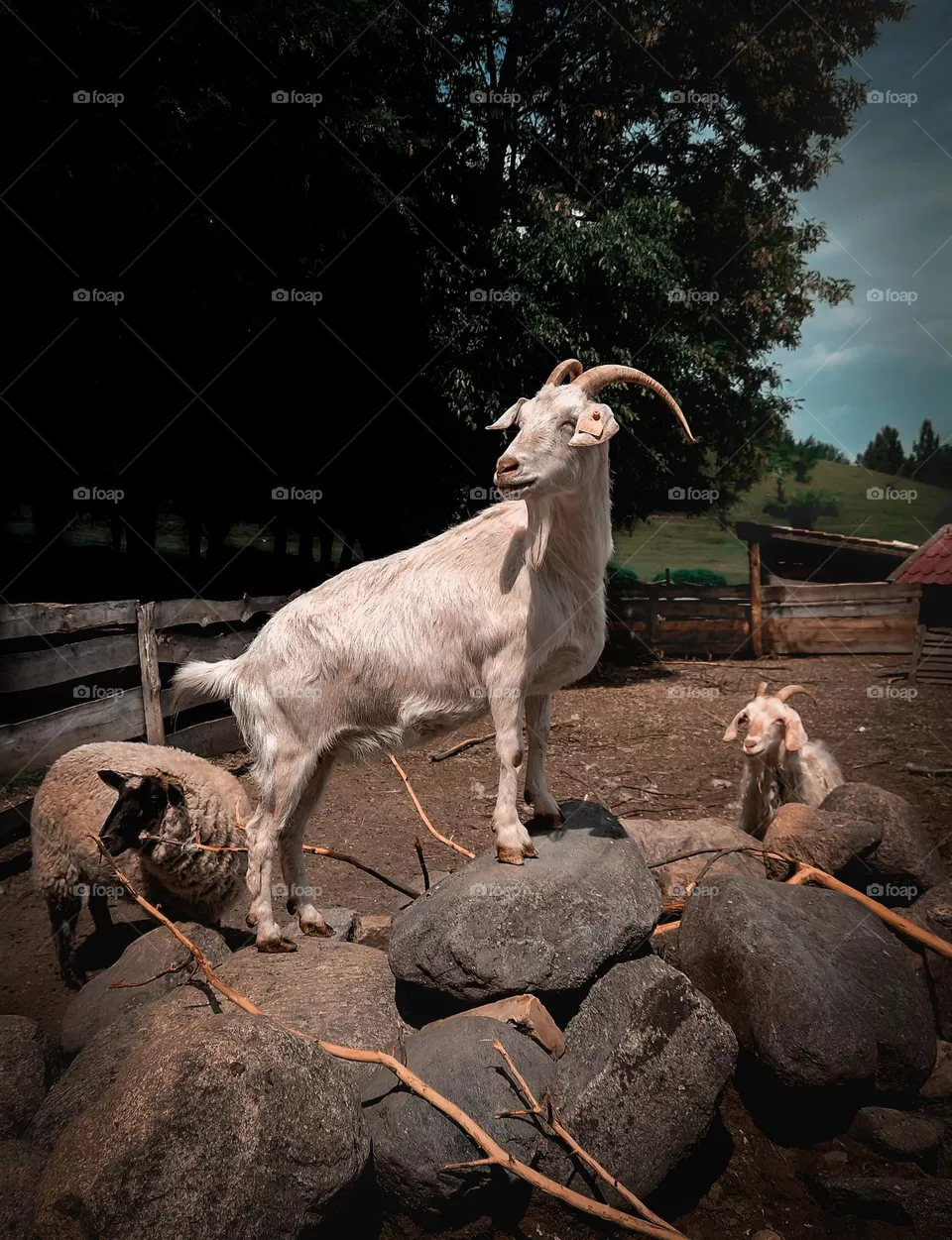Goat