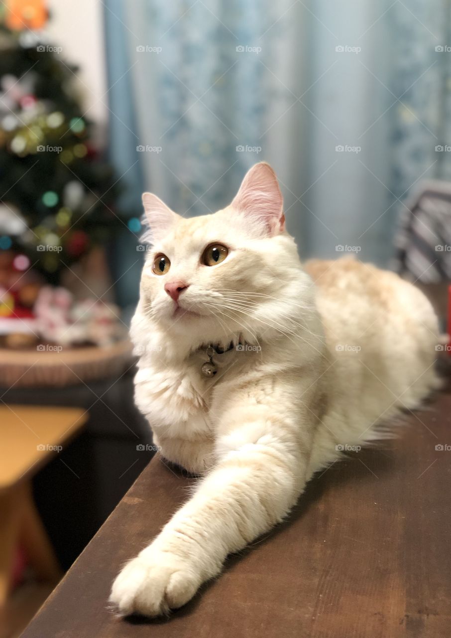 holiday cat