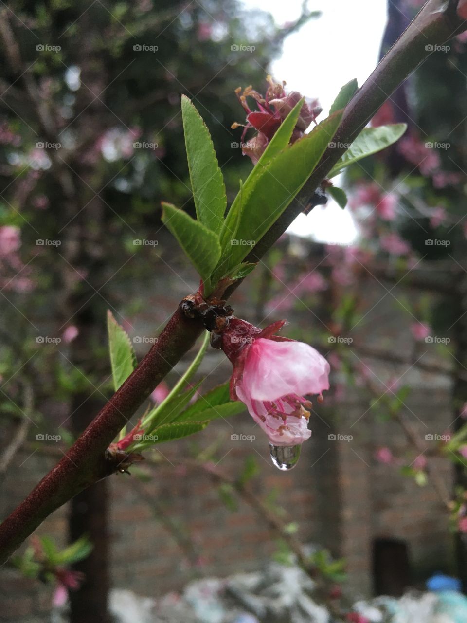 Rain and spring 