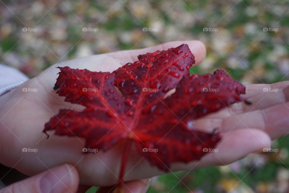 Leave#nature#colors#autumn#hand