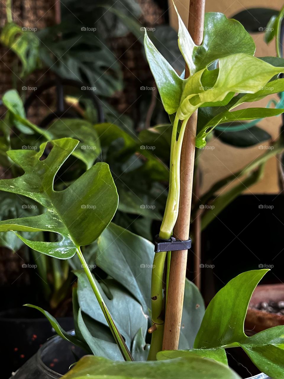 Nothing wrong with a bit of greenery inside! 