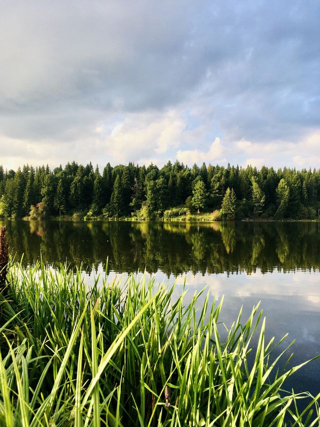Nature, forest 