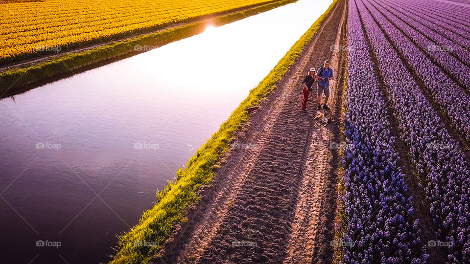 Colorful Flowers fields in Netherlands