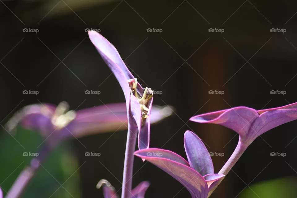 pretty flower