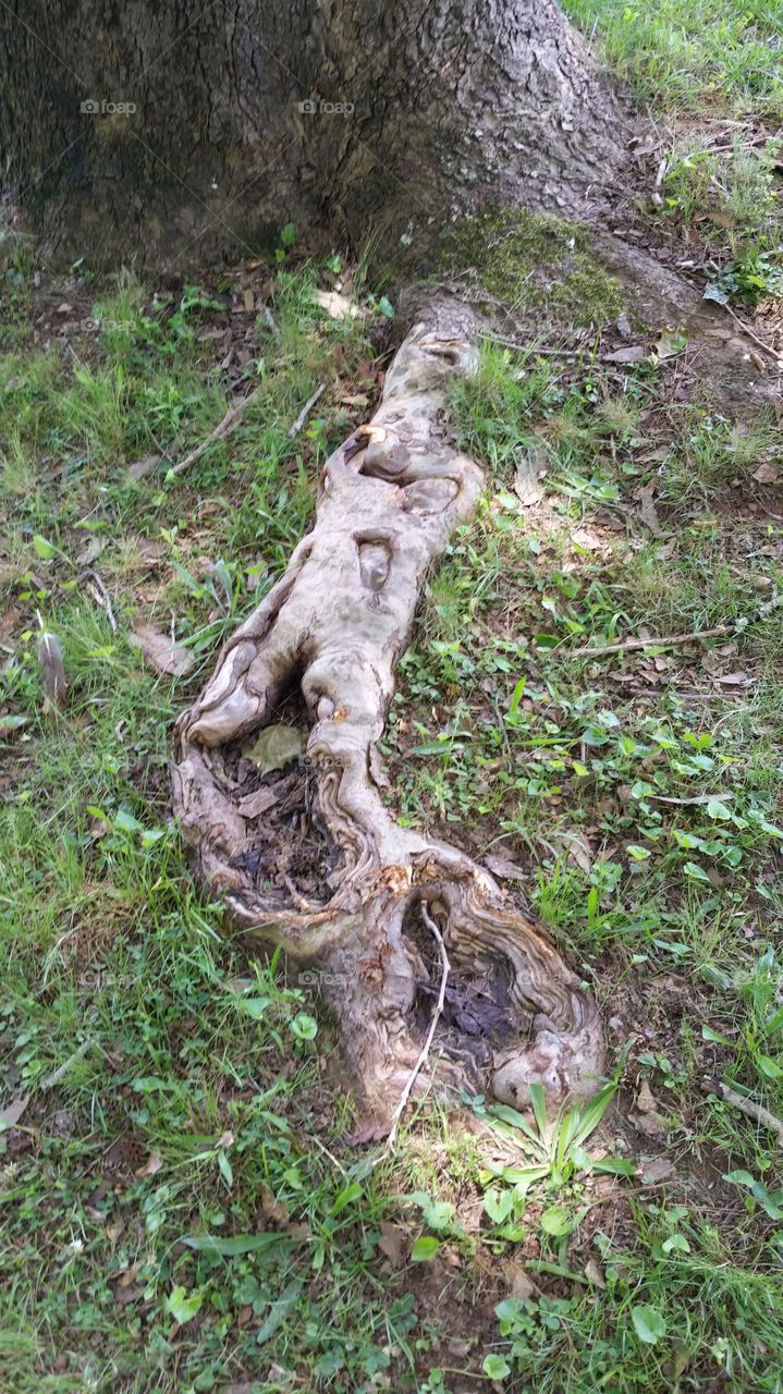 creepy roots
