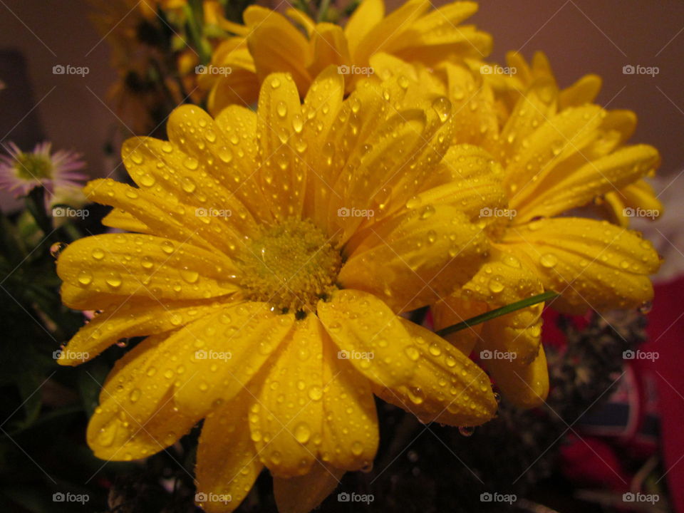 yellow. close up of flower with few drops