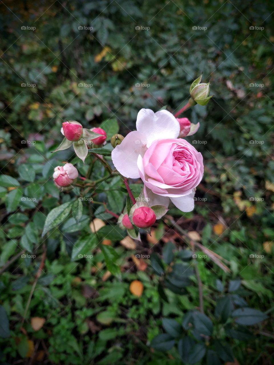 The tender pink rose in the autumn