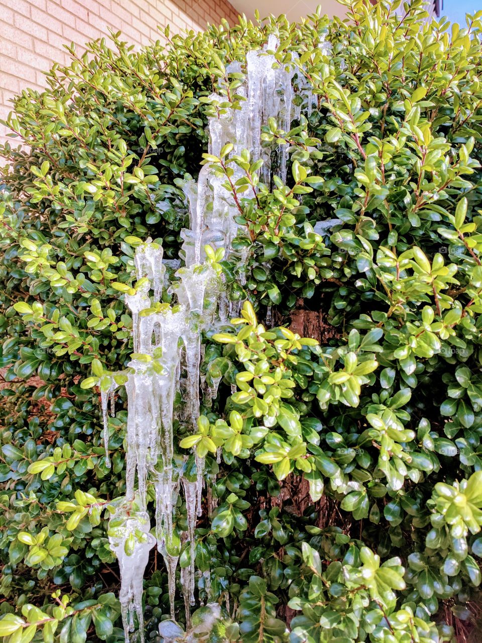 icy bushes