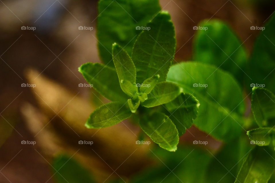 green tender leaves