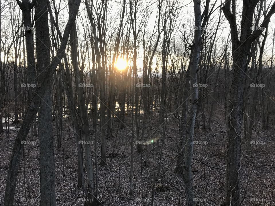 Sunrise in the morning in the woods.