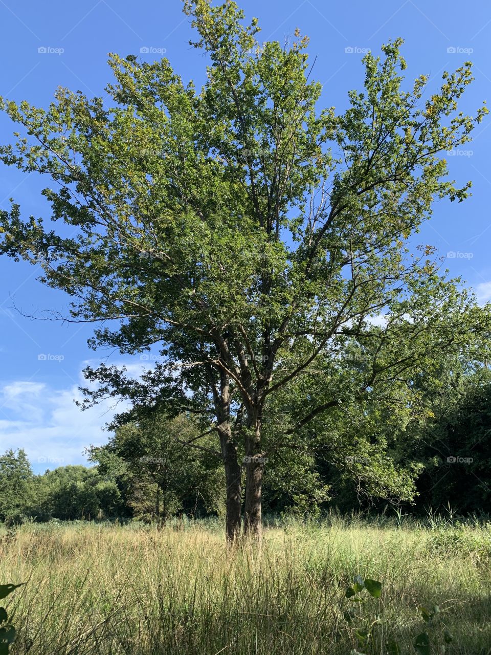 solitary oak in a peat field near the sources of the river Sile, in the Treviso countryside