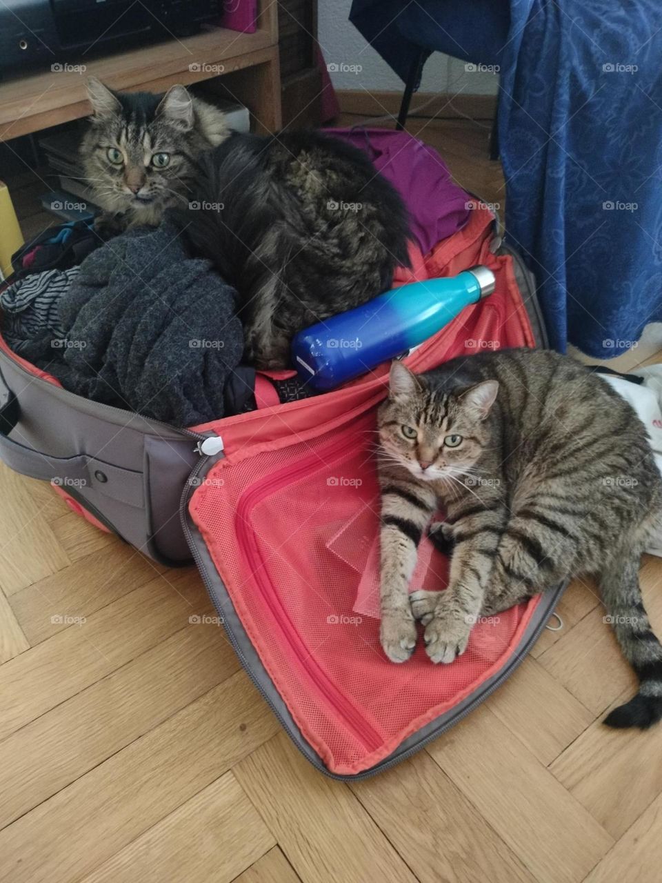 Travel with cats