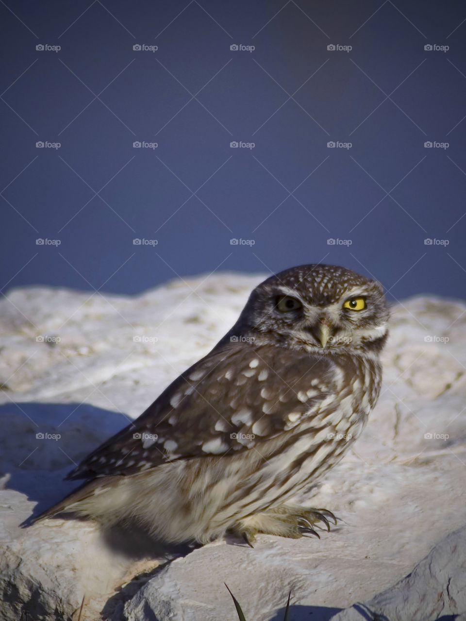 Little Owl