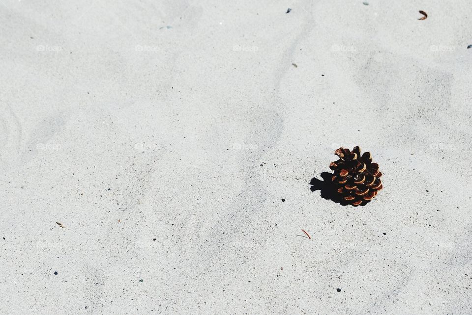 Pine cone on the sand