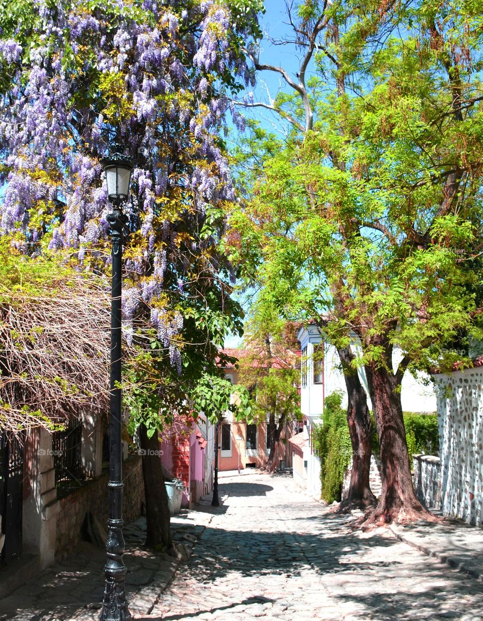 Urban nature Plants, Bulgaria