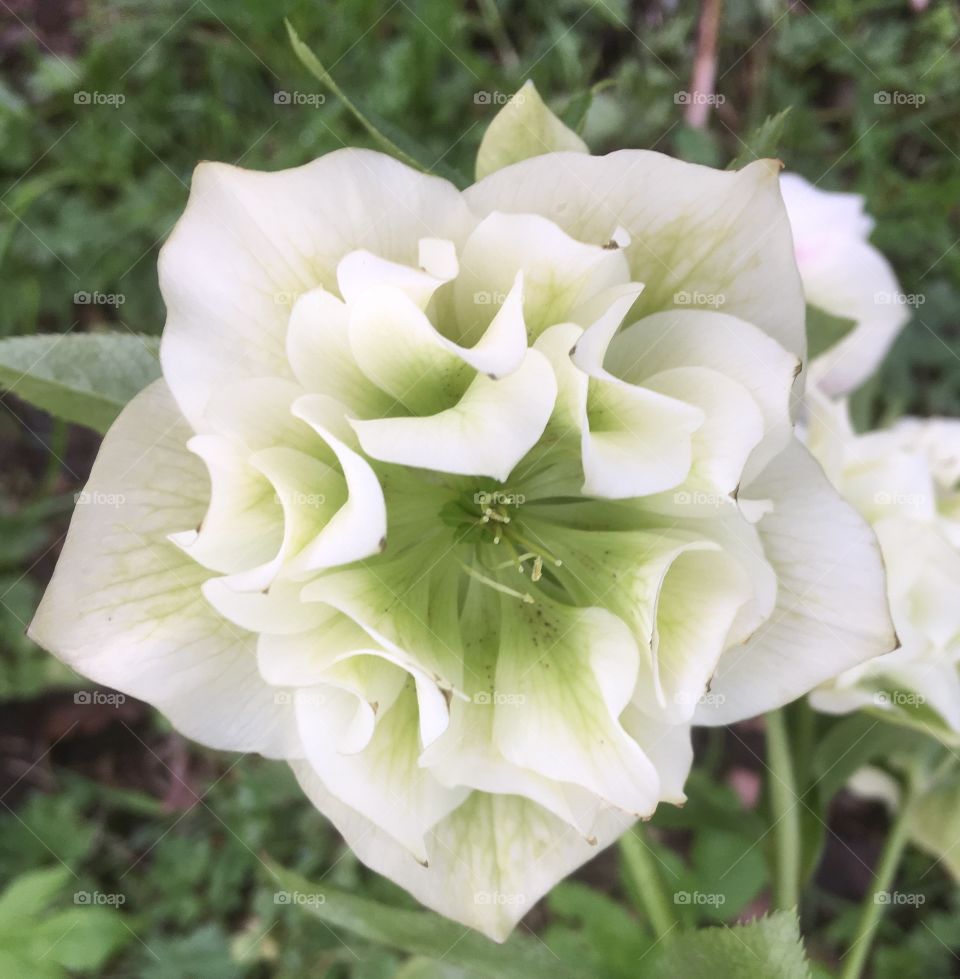 A white hellebore in a spring garden, delicate, beautiful and lovely ruffled appearance with its double petals.
