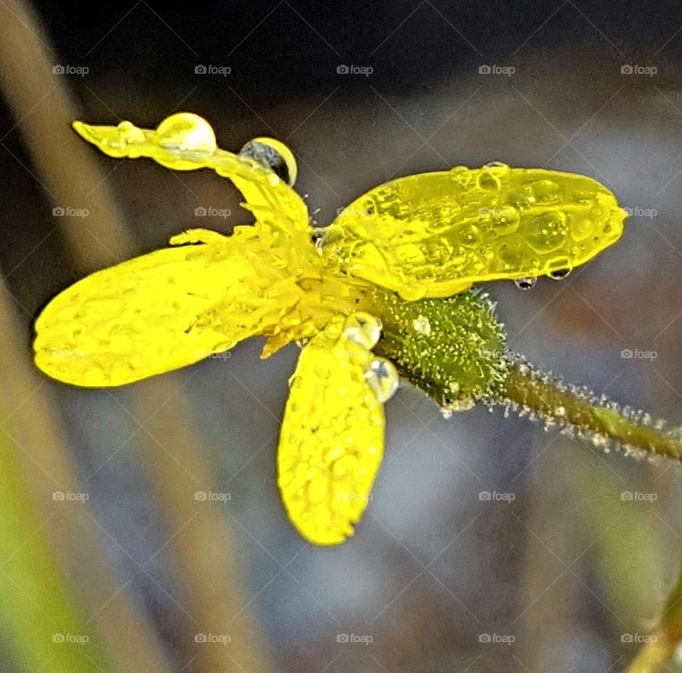 Nature, Leaf, Flora, Flower, No Person