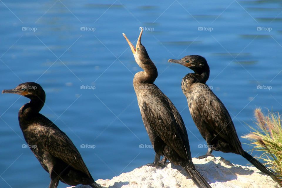 Cormorant Stretching Beak