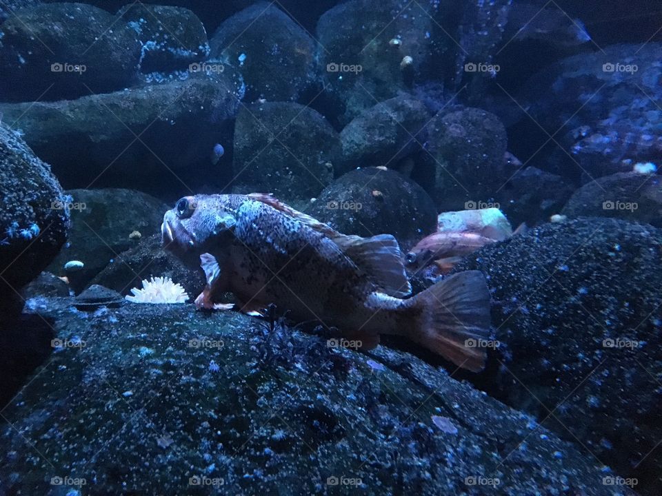 New England Aquarium 