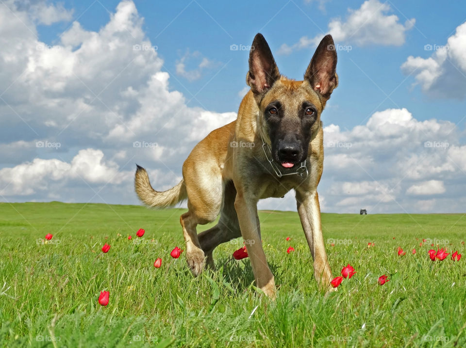 Dog and spring tulips