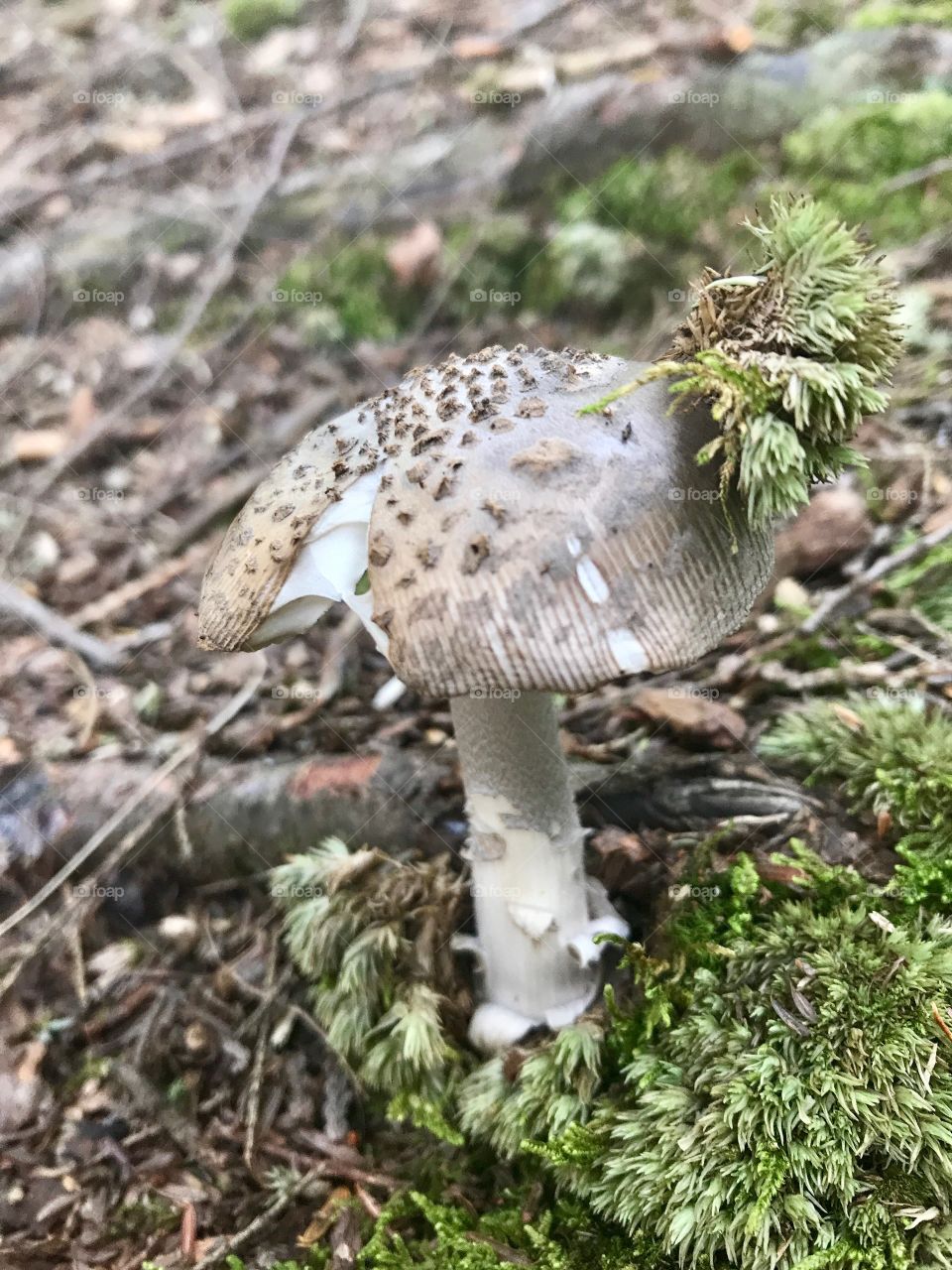 Mushroom