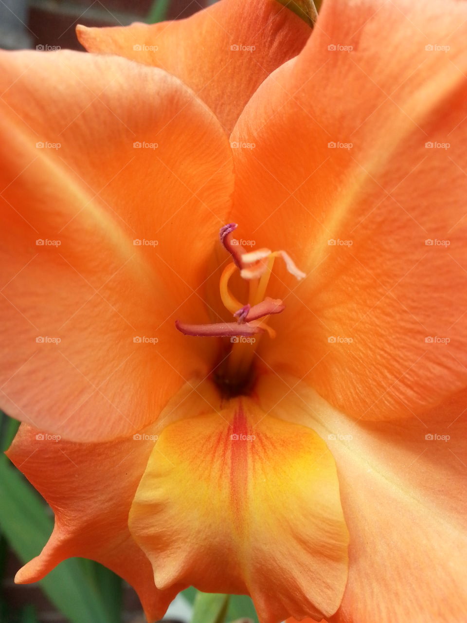 Peach/Orange Tropical  looking Flower