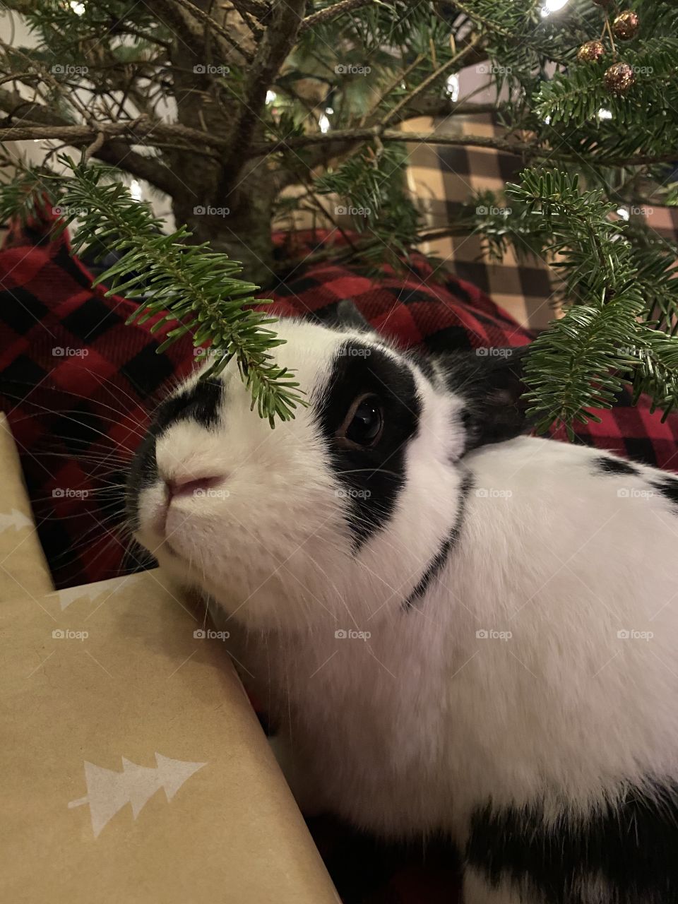 The best gift under the tree