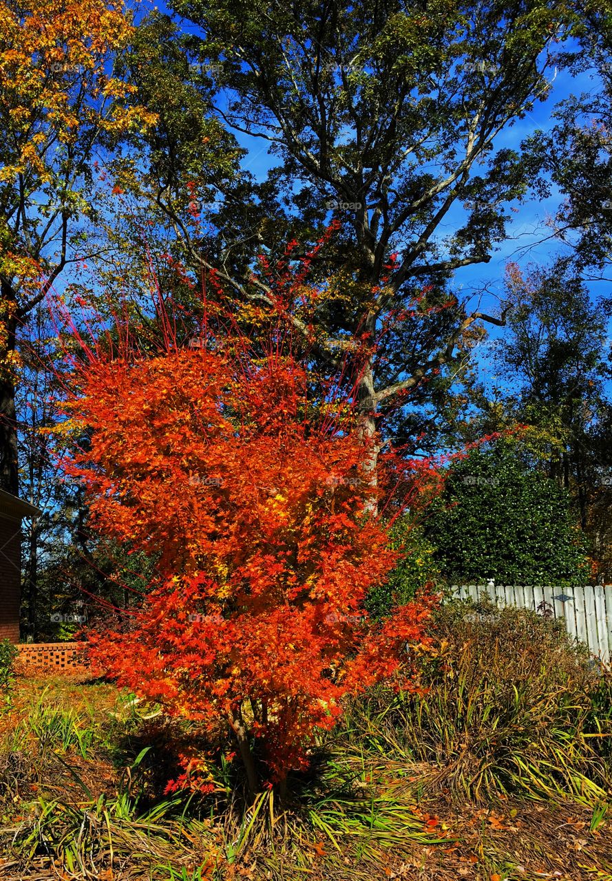 Fall foliage: