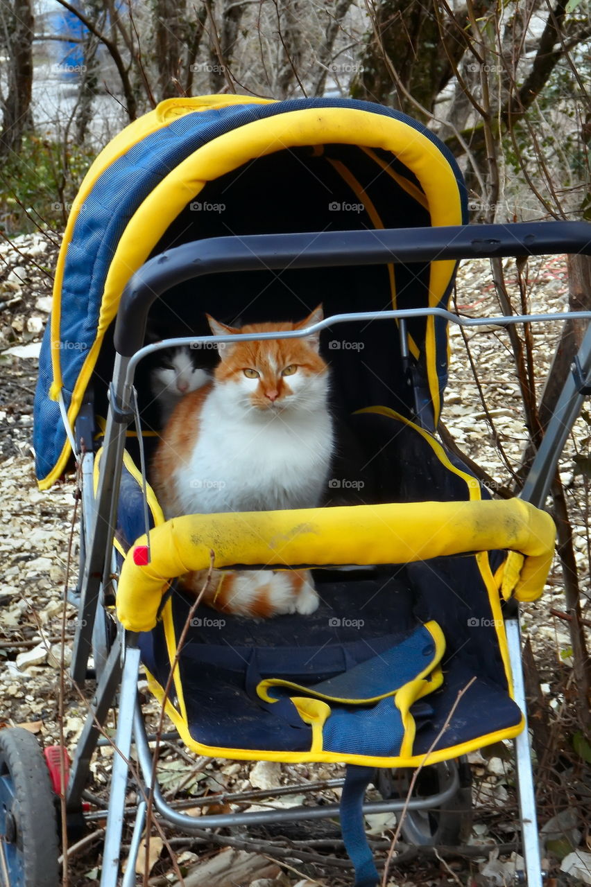 cats, in a, baby, carriage, autumn, cold, homeless, ecology, animals, protection, glance, sweet, a couple,