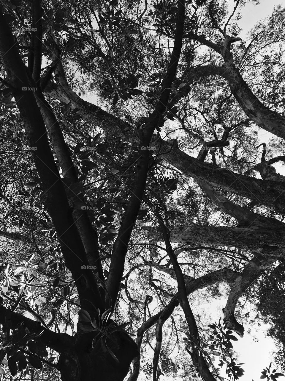 Tall Trees image-black and white.