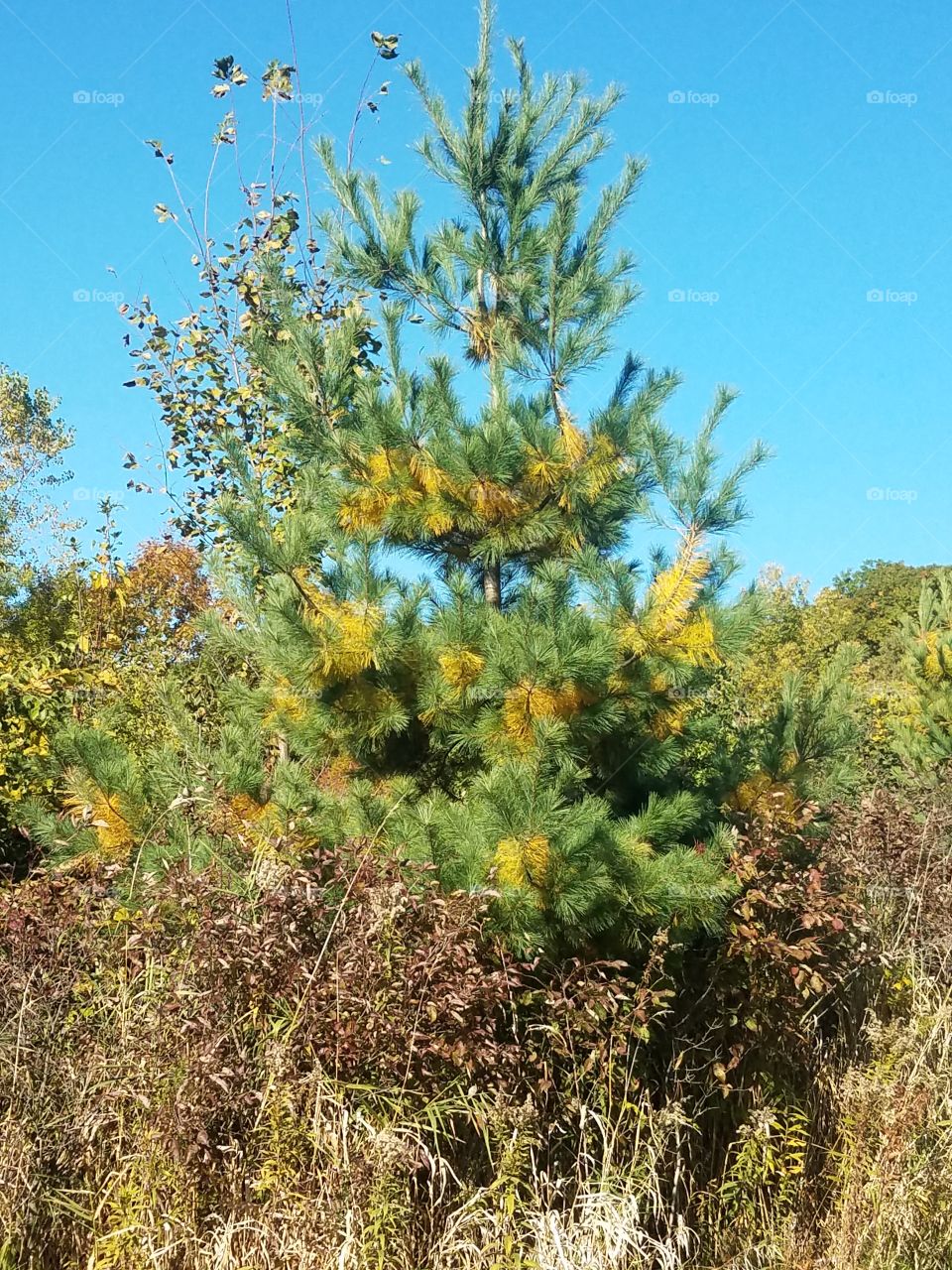 Nature, Tree, Landscape, No Person, Outdoors