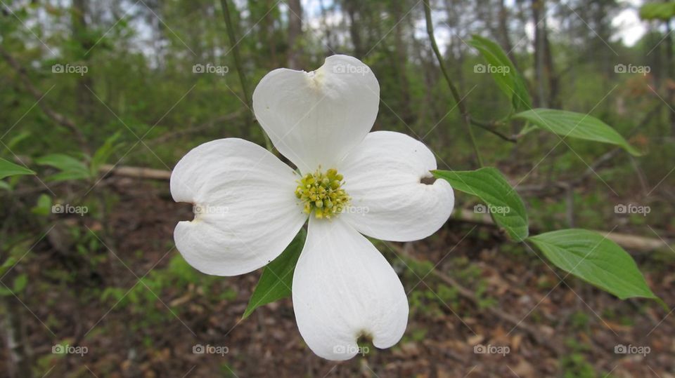 White Dogwood