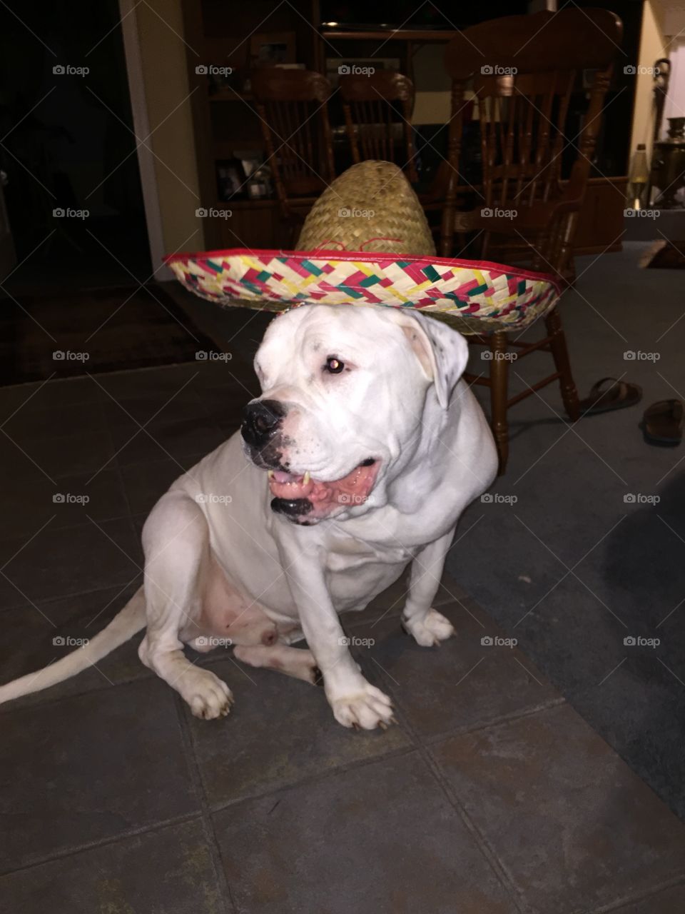 White American bulldog with Mexican sombrero 