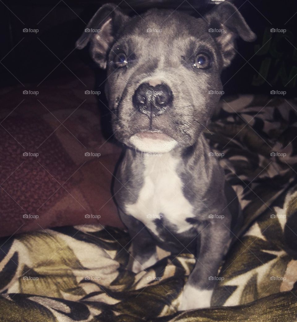 my doller not more with us 😞