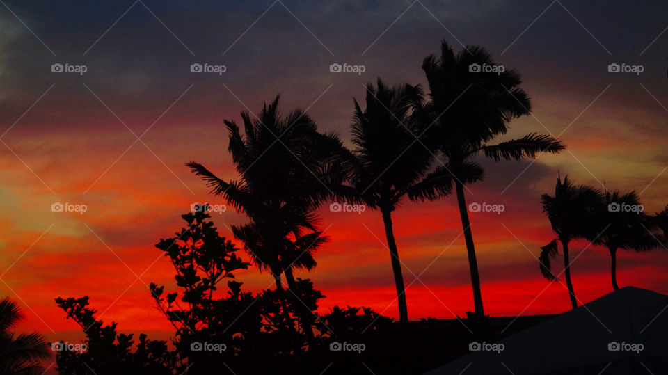 Silhouette of palm trees against dramatic sky