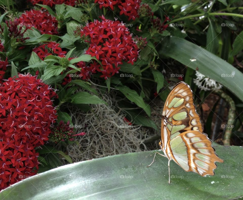 Green, White and Brown Butterfly with Red Flowers