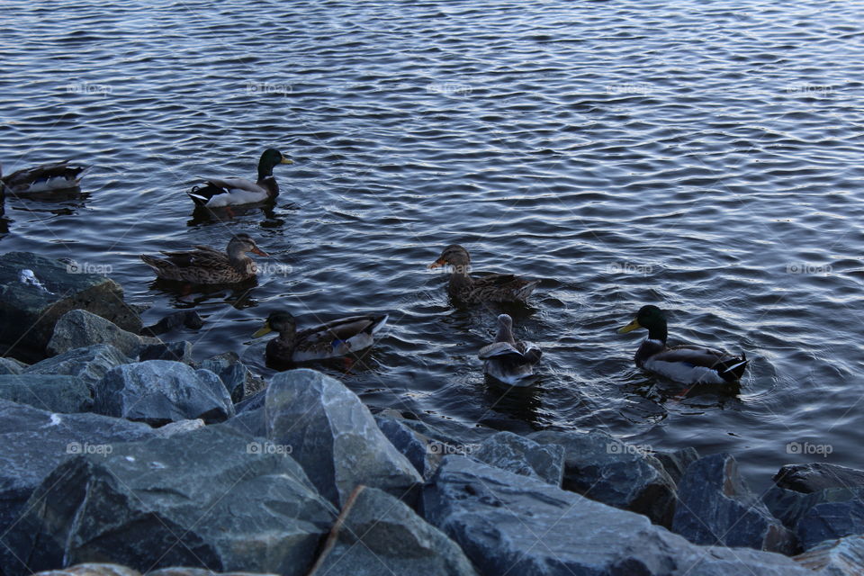Duck, Water, Bird, Goose, Lake