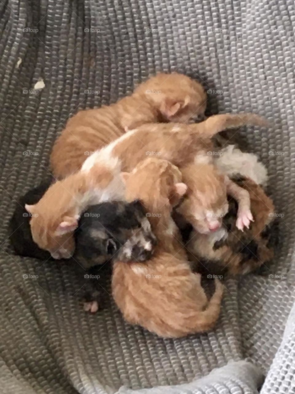 Very young kitten born in the night