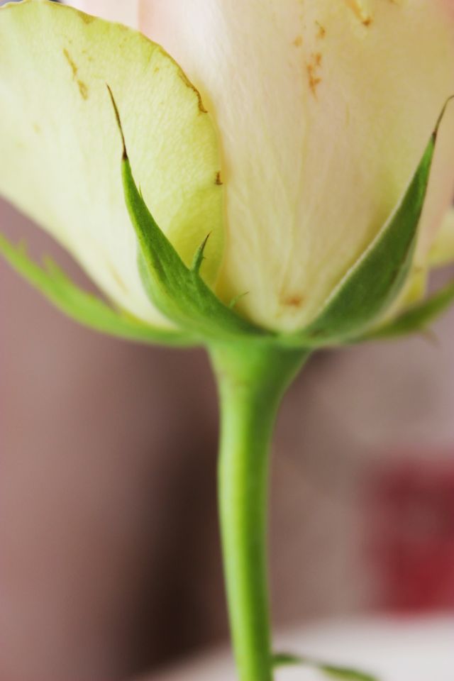 The Rose. Base.