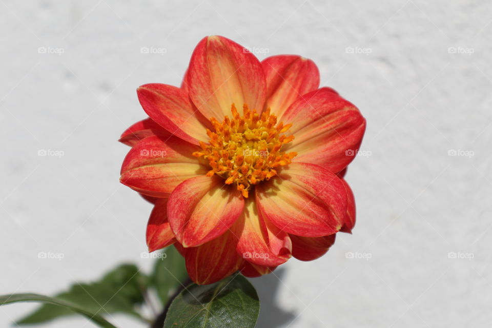 simple orange flower