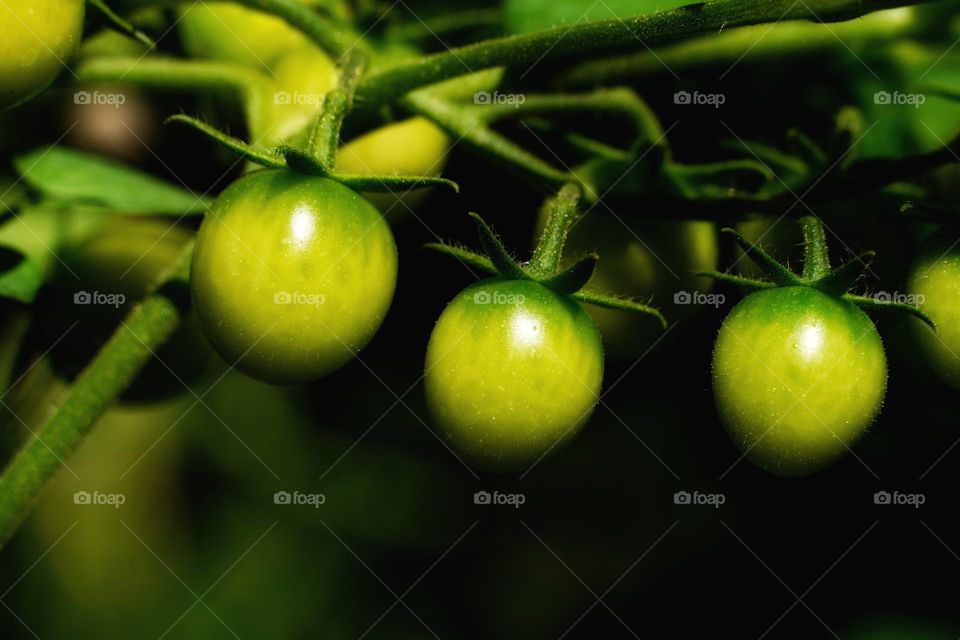 Green tomatoes 