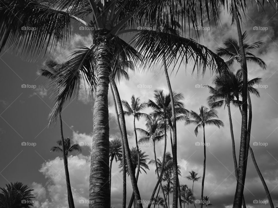 Grove of coconut palm trees in black and white 