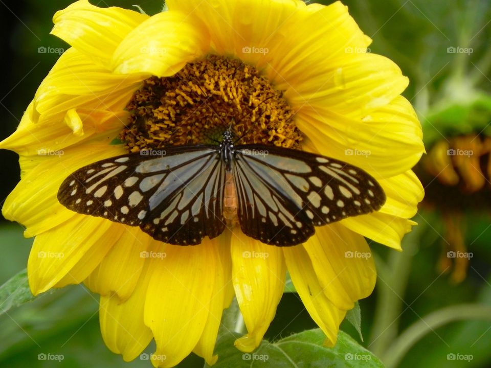 Butterfly on sunflower 