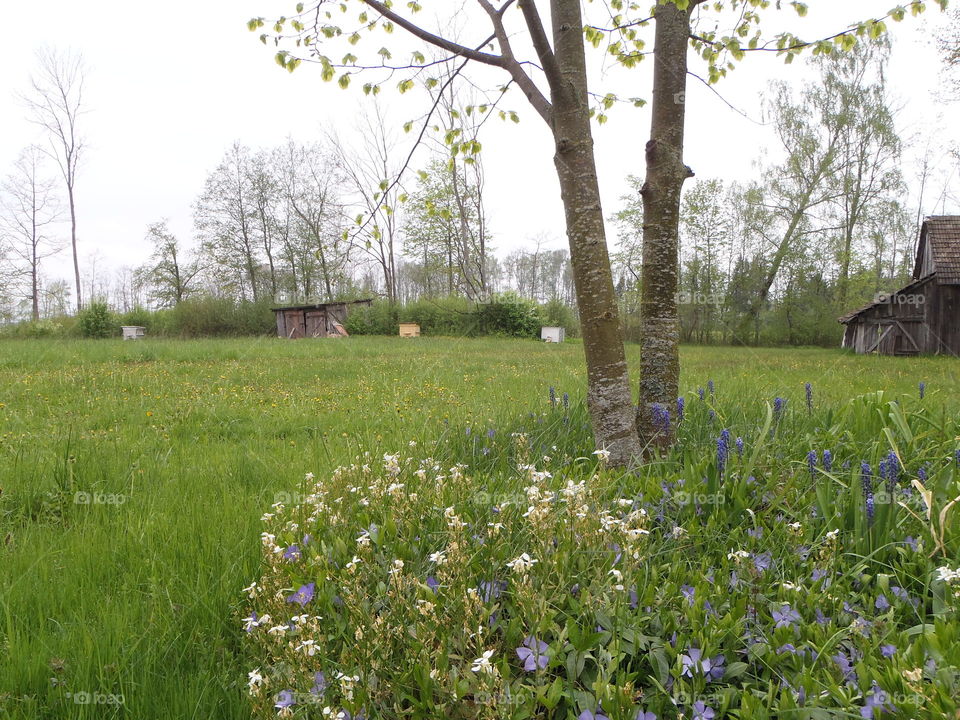 Bee hives and young lime tree 