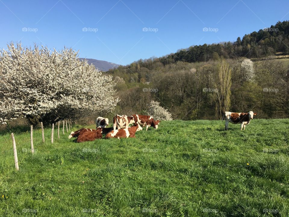 Cows in fields 