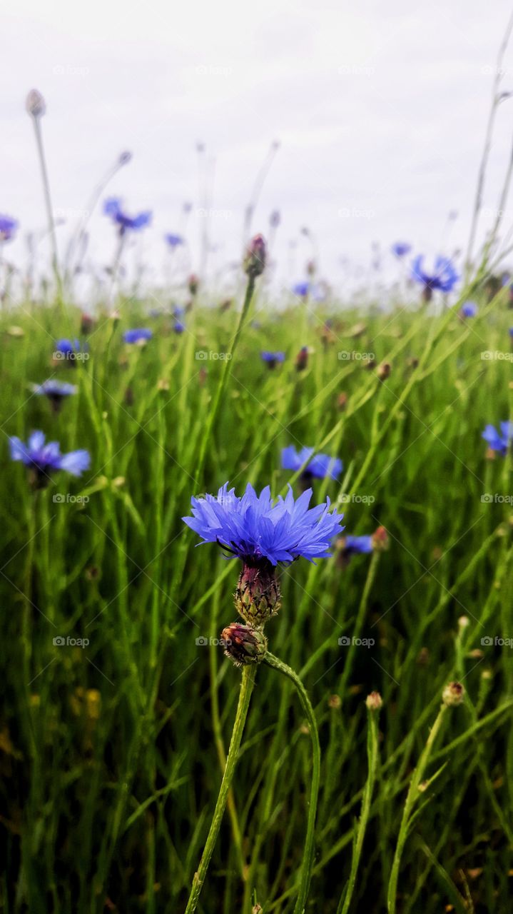 blue flower field budding session