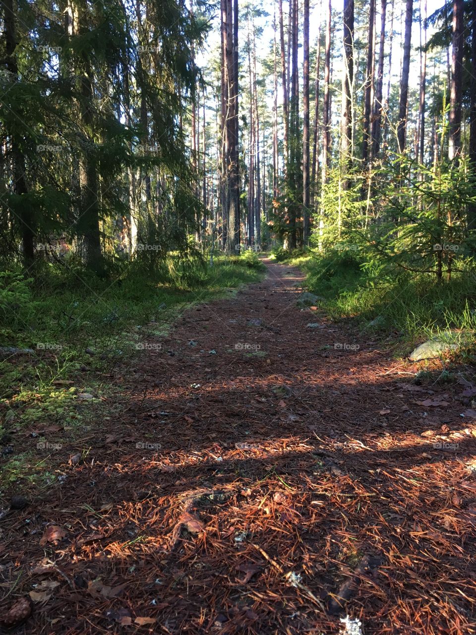 Hiking trails