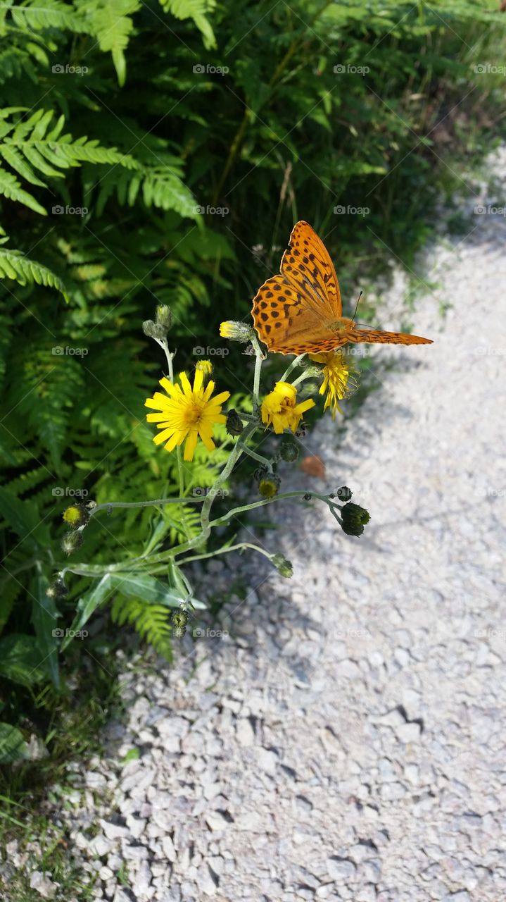 A butterfly along the road