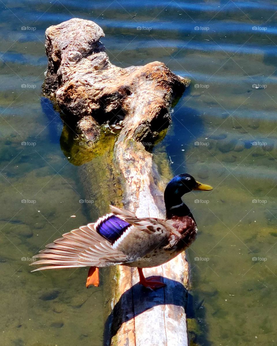 Duck on a tree stump in the lagoon of the Palace of Fine Arts in San Francisco California 