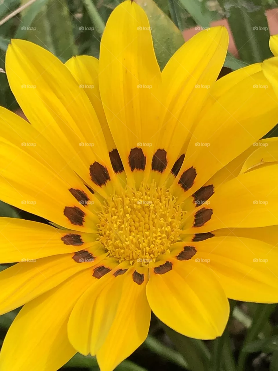 Fiore 